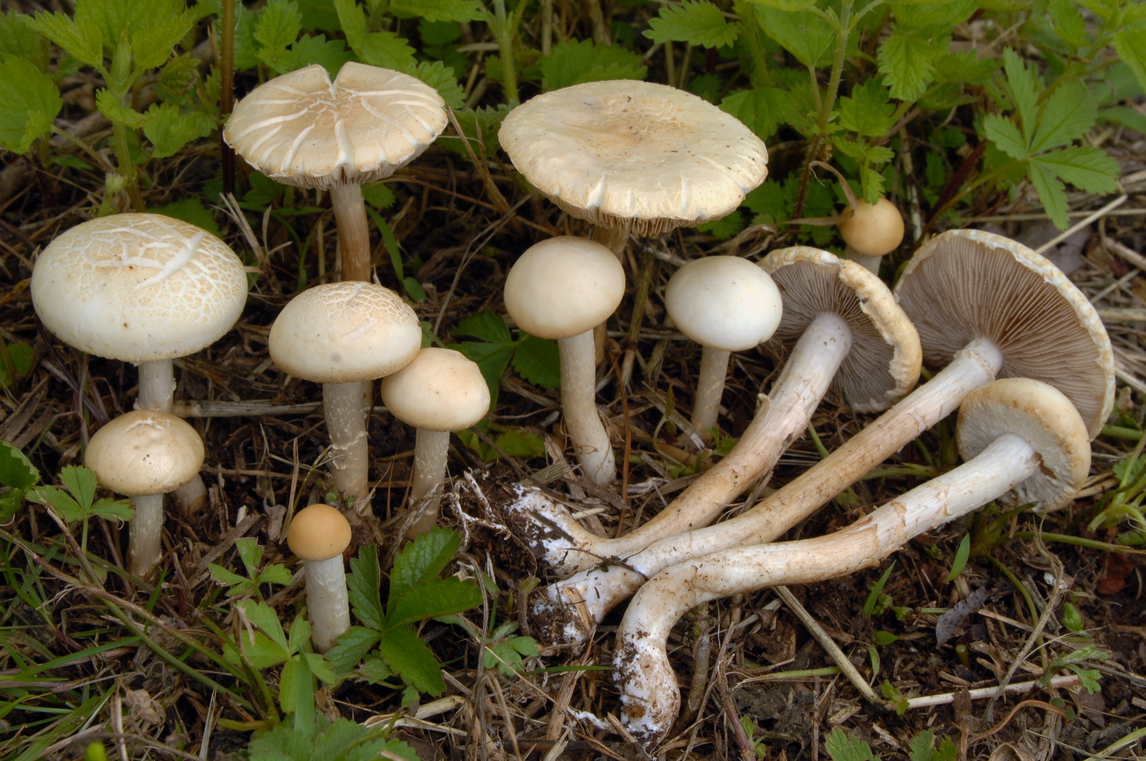 Foto Agrocybe dura